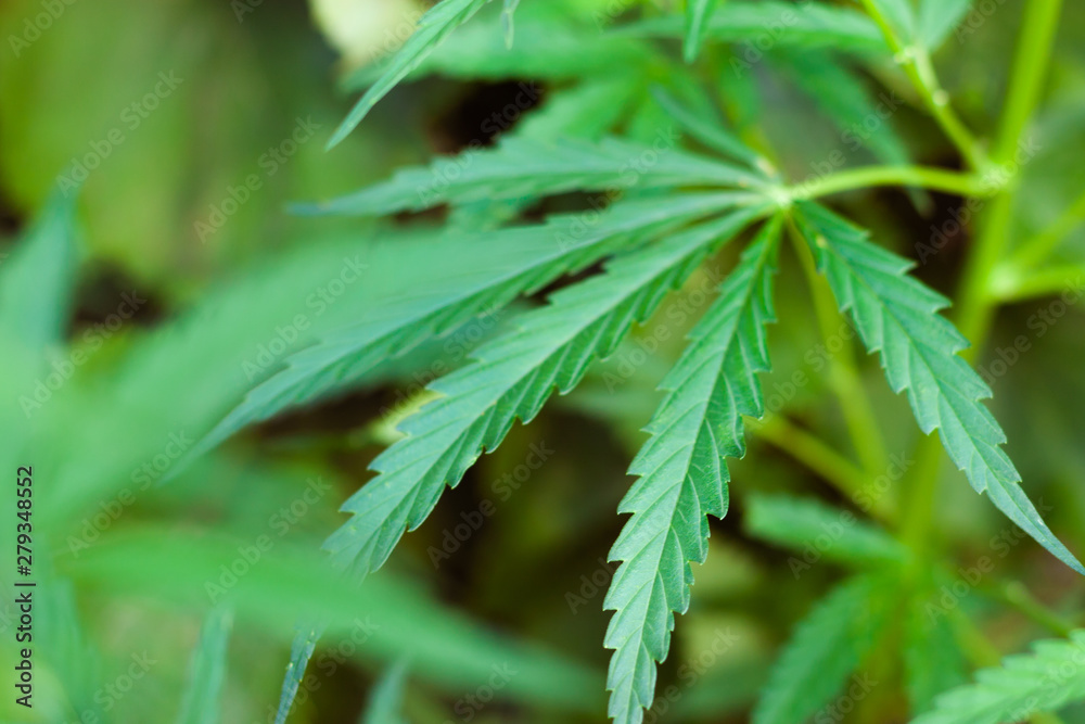 Green cannabis Bush with large marijuana leaves with hemp seeds. Cultivation of cannabis for the production of CBD oil, cream, for medicinal purposes in medicine, dog and cat pet food Green cannabis Bush with large marijuana leaves with hemp seeds. Cultivation of cannabis for the production of CBD oil, cream, for medicinal purposes in medicine, dog and cat pet food