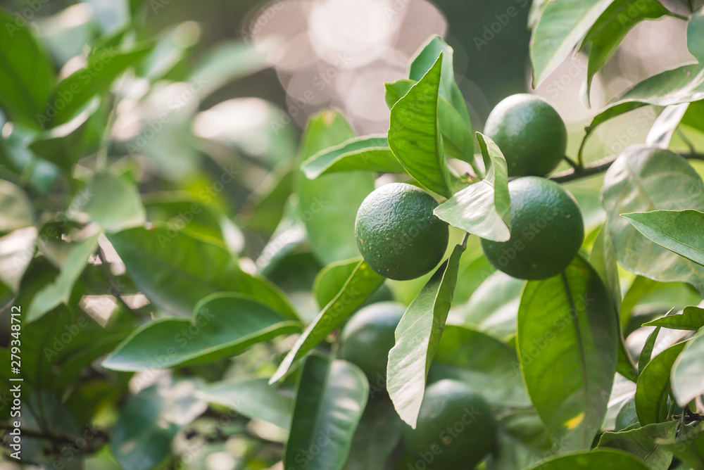 lime fruits on the tree lime fruits on the tree