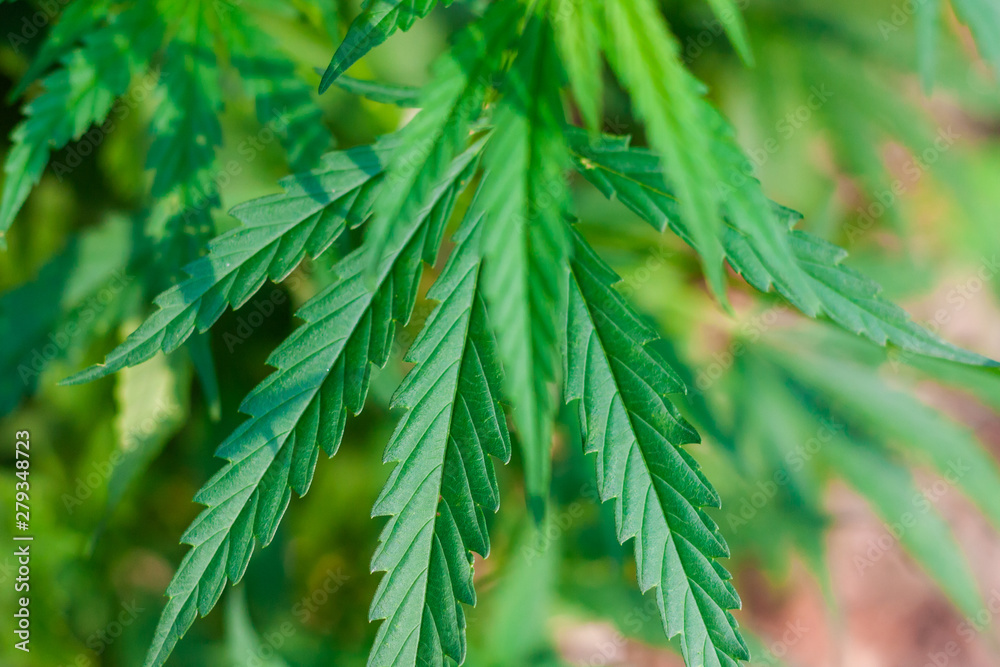 Green cannabis Bush with large marijuana leaves with hemp seeds. Cultivation of cannabis for the production of CBD oil, cream, for medicinal purposes in medicine, dog and cat pet food