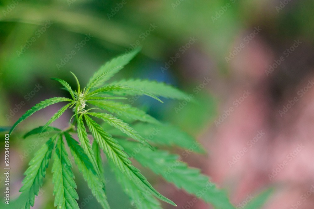Green cannabis Bush with large marijuana leaves with hemp seeds. Cultivation of cannabis for the production of CBD oil, cream, for medicinal purposes in medicine, dog and cat pet food Green cannabis Bush with large marijuana leaves with hemp seeds. Cultivation of cannabis for the production of CBD oil, cream, for medicinal purposes in medicine, dog and cat pet food