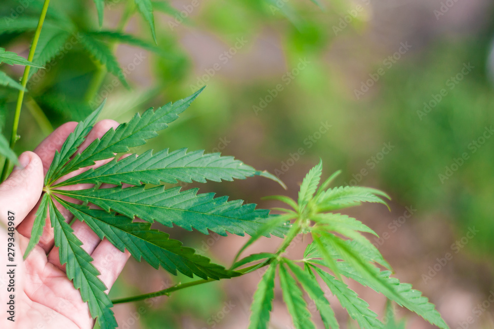 Green cannabis Bush with large marijuana leaves with hemp seeds. Cultivation of cannabis for the production of CBD oil, cream, for medicinal purposes in medicine, dog and cat pet food Green cannabis Bush with large marijuana leaves with hemp seeds. Cultivation of cannabis for the production of CBD oil, cream, for medicinal purposes in medicine, dog and cat pet food