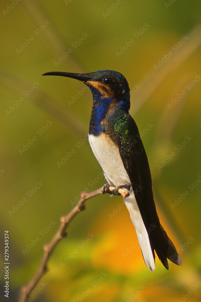 Fototapeta premium Hummingbird in Minca in Colombia