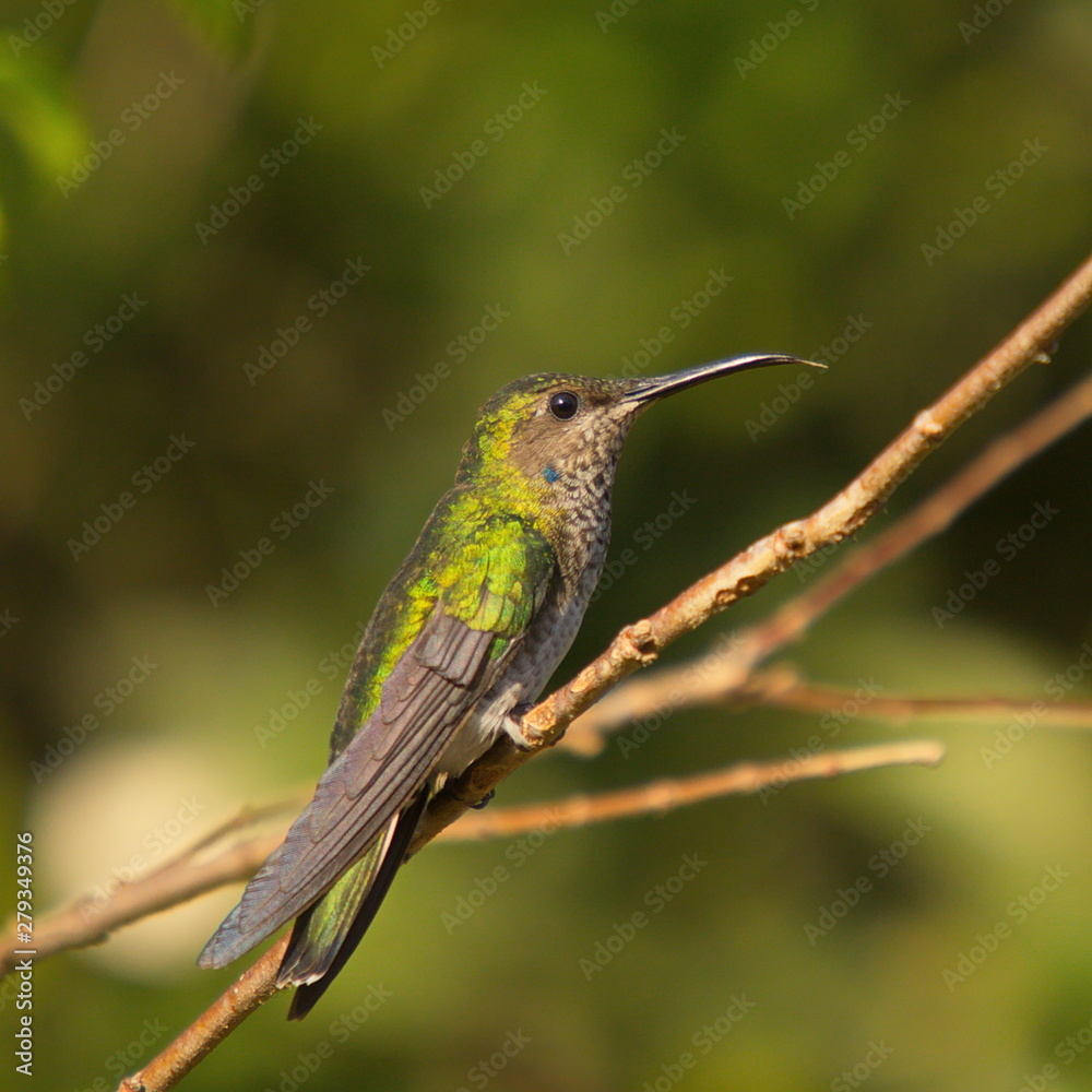 Hummingbird in Minca in Colombia Hummingbird in Minca in Colombia