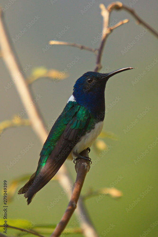 Hummingbird in Minca in Colombia Hummingbird in Minca in Colombia