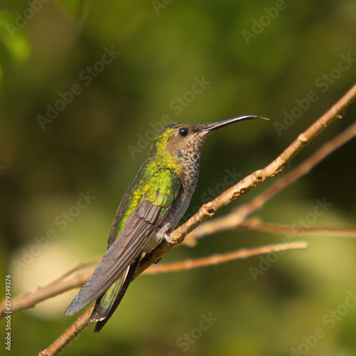 Hummingbird in Minca in Colombia