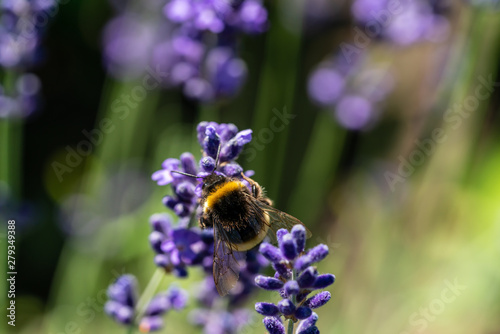 Bee collecting pollen from a lavender blossom © DZiegler