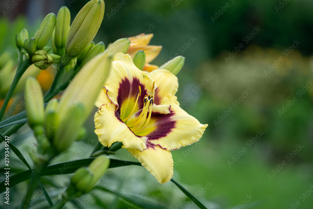 Lily flower on green background. Lily flower on green background.