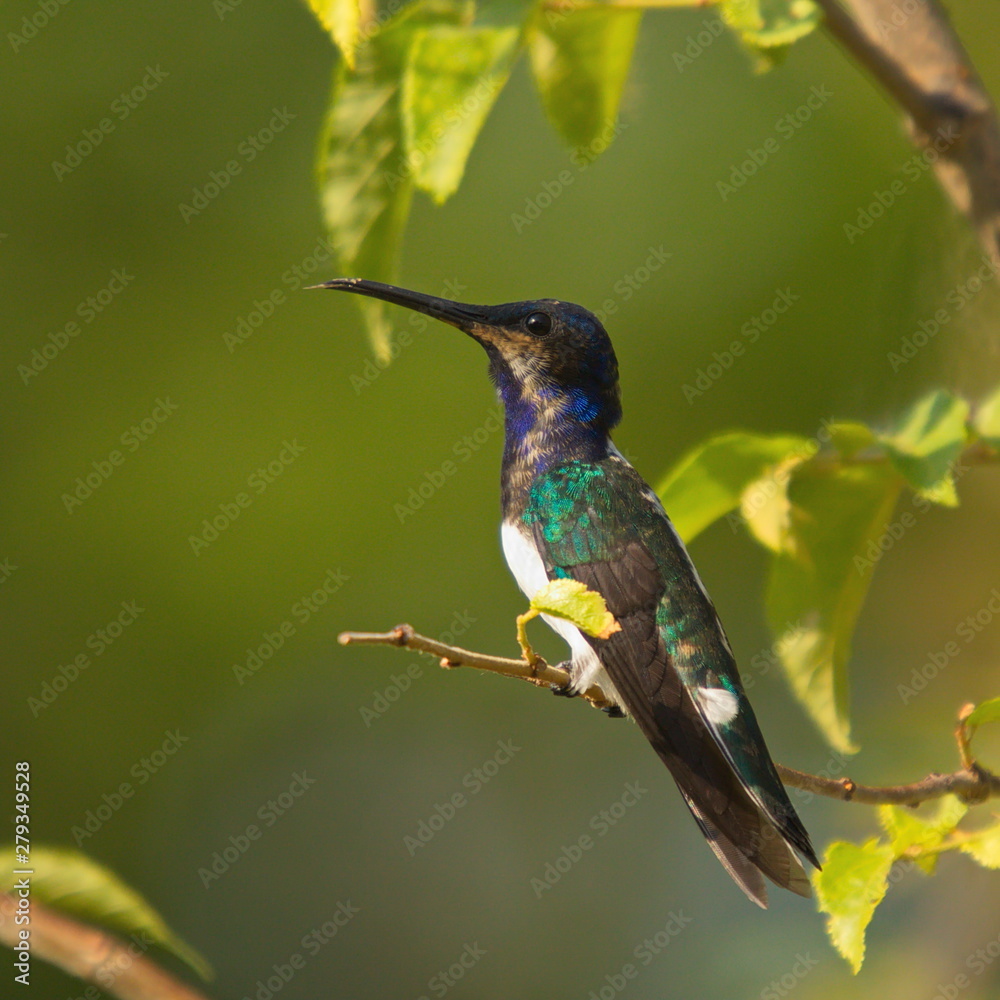 Fototapeta premium Hummingbird in Minca in Colombia