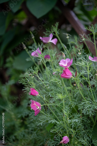 Flowers in garden.