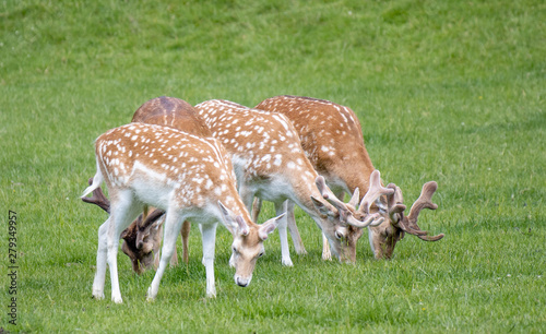 Fototapeta Naklejka Na Ścianę i Meble -  Group of fallow deer at Dyrham Park country house