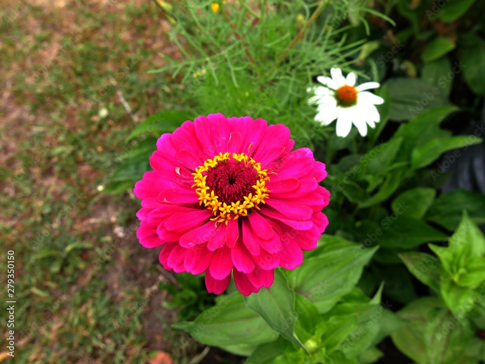 fleur gerbera rose fuchsia et jaune fleur gerbera rose fuchsia et jaune