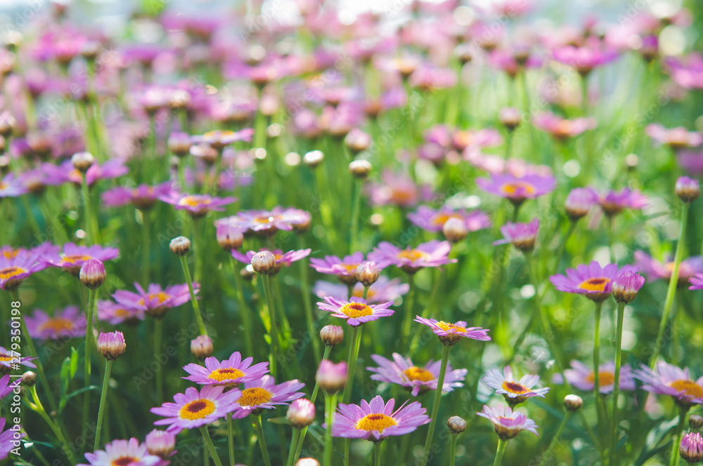 ピンク パープル たくさんの花 デイジー S01 Dsc 60 Stock Photo Adobe Stock