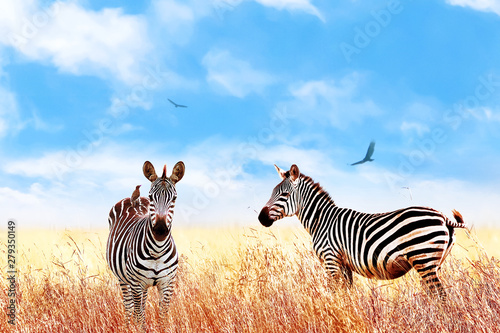 Zebra in the African savannah. Serengeti National Park. Africa. Tanzania. Square  format.
