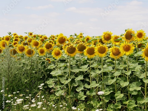 Champ de tournesols de la vallée de l'Argonne. Marne France photo