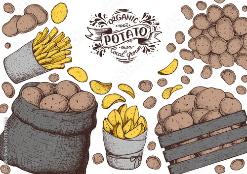 Potato vector illustration. Box and bag of potatoes. French fries, rustic potatoes and chips hand drawn. Engraved style illustration. Packaging design.