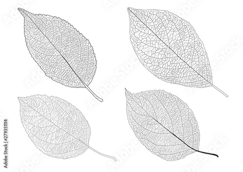 Leaves line on white background illustration vector