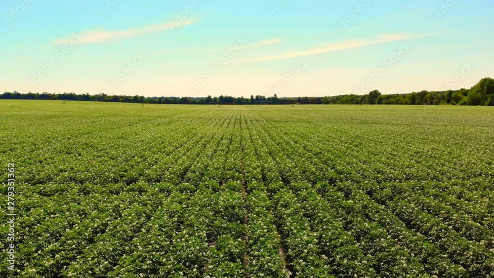 aero. flowering potatoes. white, pale pink flowers bloom on potato bushes on a farm field. potato growing. breeding potato varieties. summer hot sunny day.