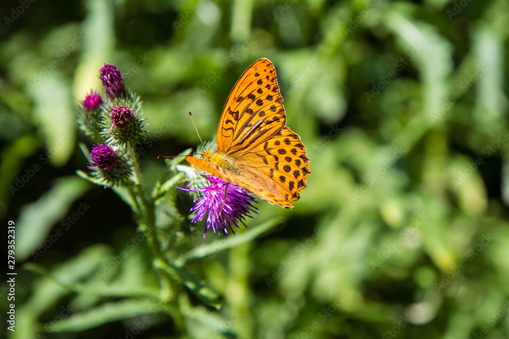 Obraz premium The Silver-washed fritillary (Argynnis paphia) on a thistle flower