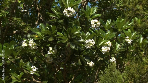 A daylight closeup shot of a luscious plumeria tree with green leafy branches and clusters of white flowers in full bloom. photo
