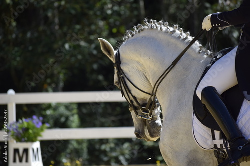horse