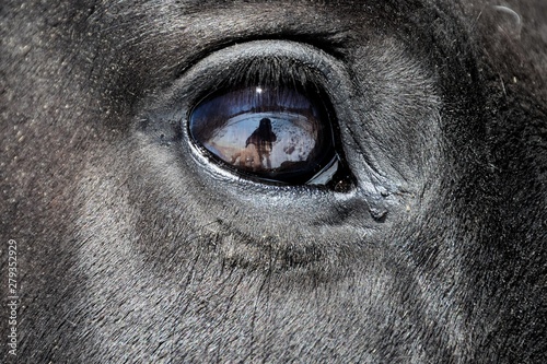 closeup of a reflection of a hand on a horse eye  © Claude