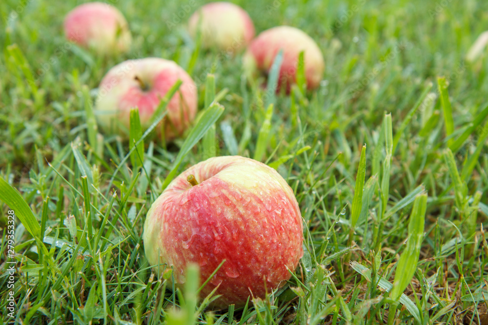 Red apples on green grass in the orchard Red apples on green grass in the orchard