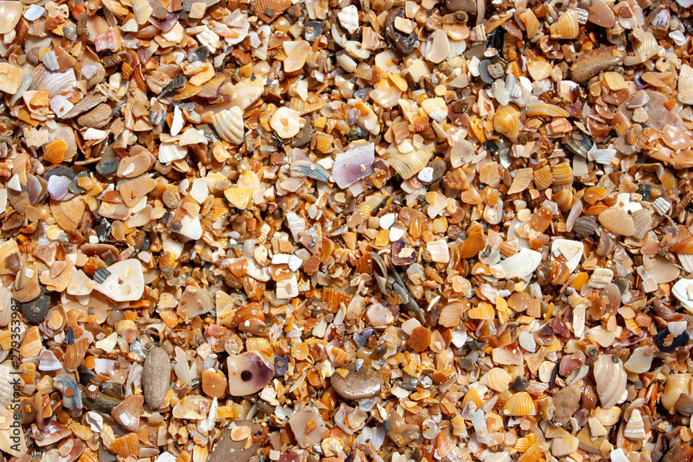 Seashells on the seashore on a sunny day. Seashore from seashells Seashells on the seashore on a sunny day. Seashore from seashells