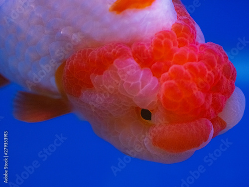 goldfish head