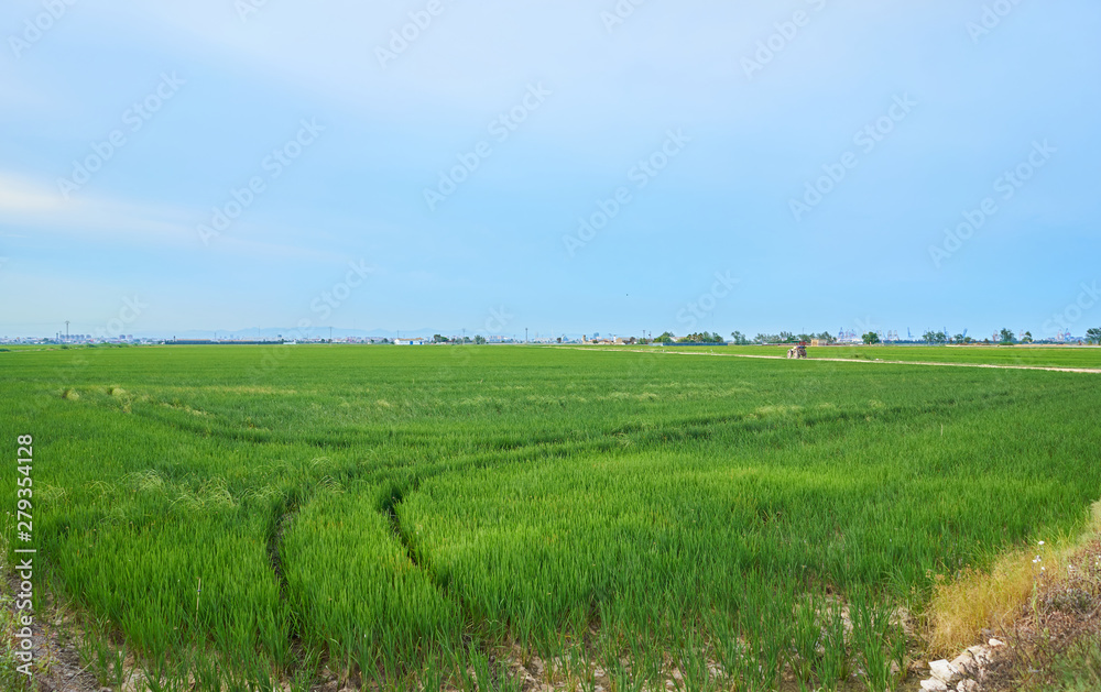 Green fields cultivated with rice plants. July in the Albufera of Valencia Green fields cultivated with rice plants. July in the Albufera of Valencia