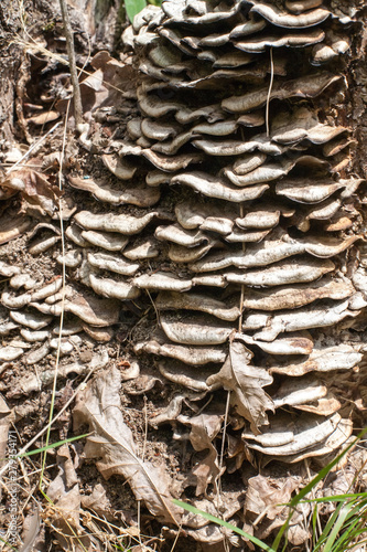 tree mushrooms pattern closeup view