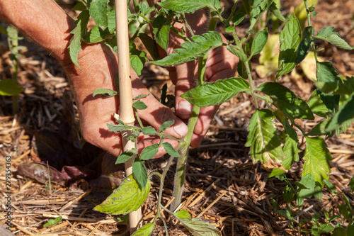 Au potager - Tomates - couper les gourmants photo