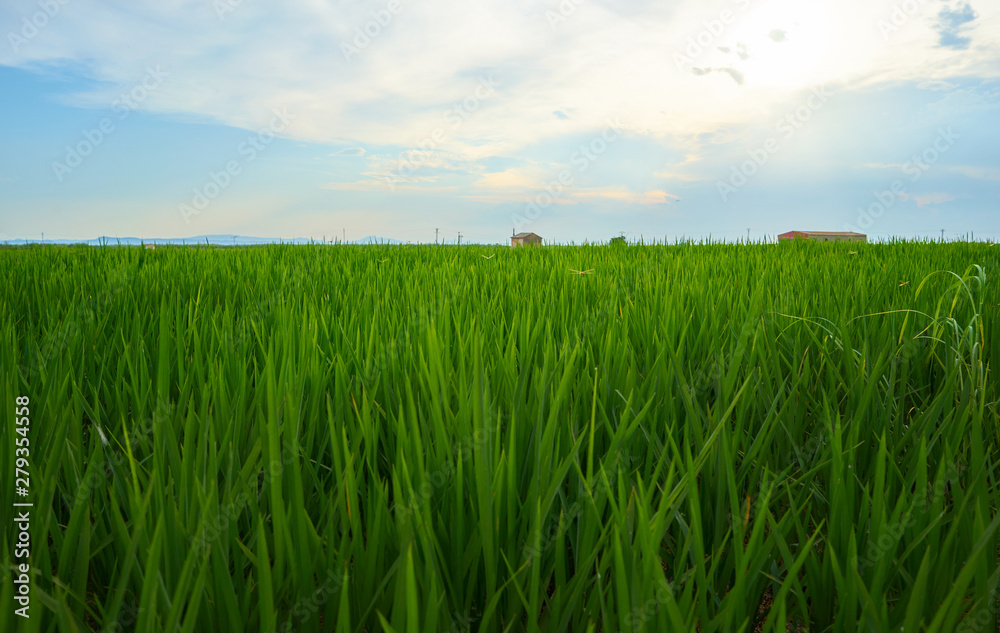 Green fields cultivated with rice plants. July in the Albufera of Valencia Green fields cultivated with rice plants. July in the Albufera of Valencia
