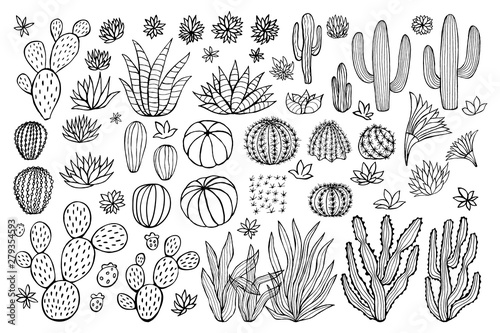 Cactus succulent collection. Cacti sketchy style pastel background. Hand drawn cactuses vector illustration