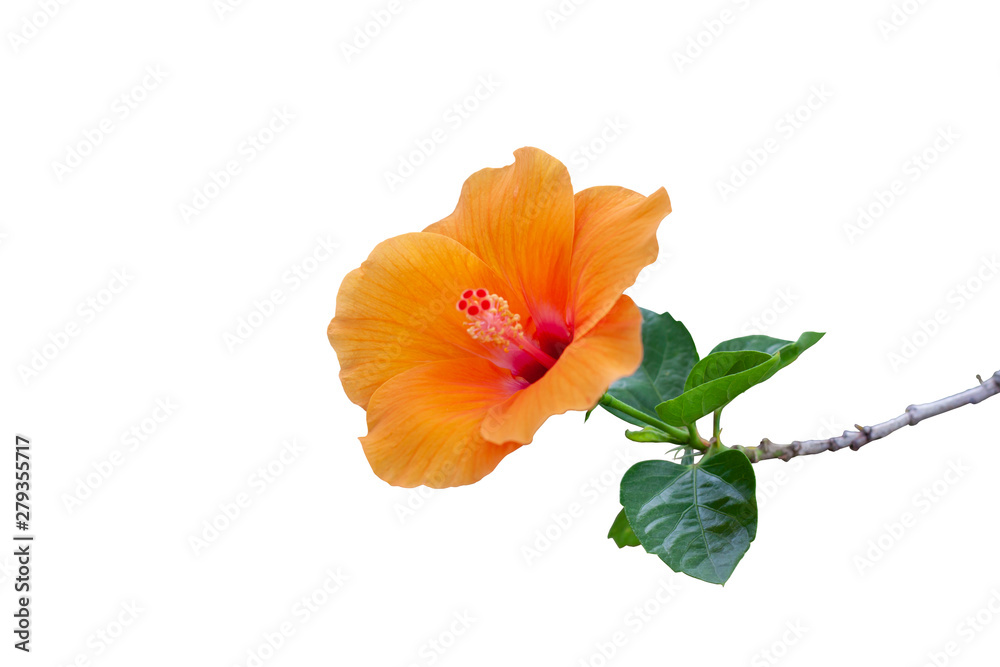 Orange hibiscus flower, chinese rose or chaba flower bloom isolated on white background. Orange hibiscus flower, chinese rose or chaba flower bloom isolated on white background.
