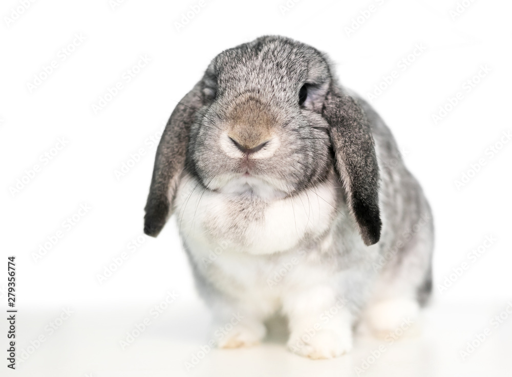 A cute gray and white lop eared domestic pet rabbit on a white background