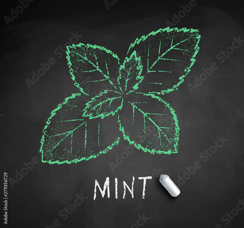 Vector chalk drawn sketch of Mint leaf