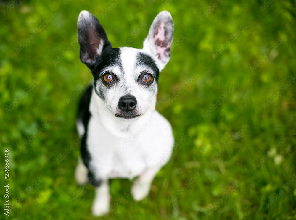 A cute black and white Chihuahua mixed breed dog with large ears