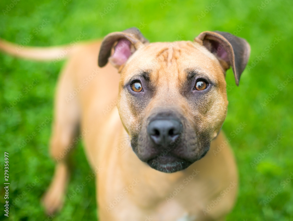 A brown Pit Bull Terrier mixed breed dog looking up at the camera