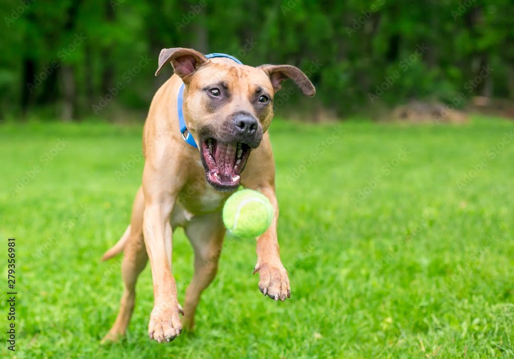 A playful Pit Bull Terrier mixed breed dog jumping to catch a ball