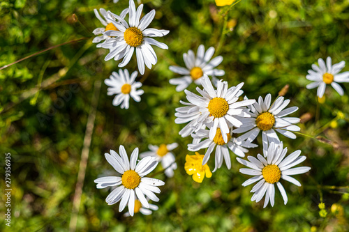 Summer flowers