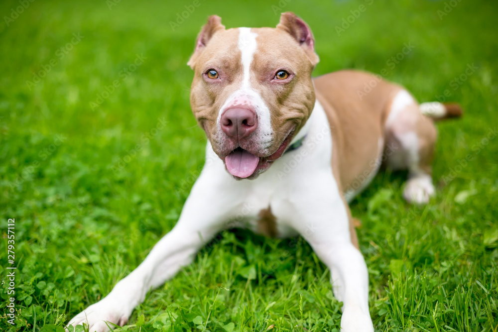 A happy red and white Pit Bull Terrier mixed breed dog with cropped ears lying in the grass