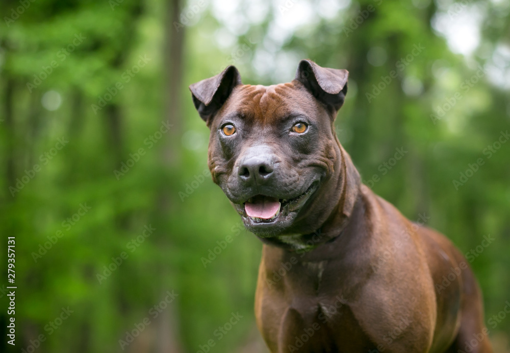 An American Staffordshire Terrier mixed breed dog outdoors with a happy expression