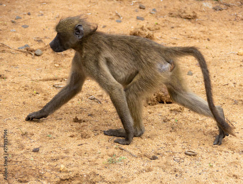 baboon with her baby