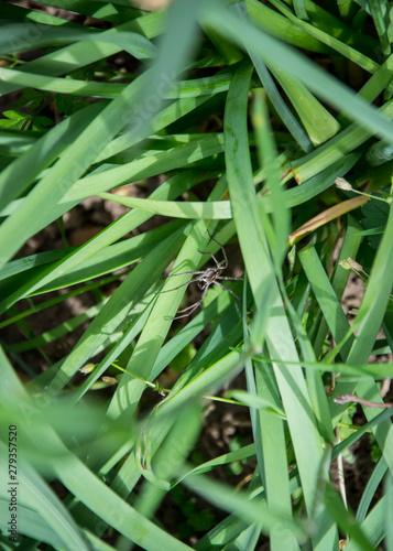 Little spider with long legs in the green grass in the garden  daytime