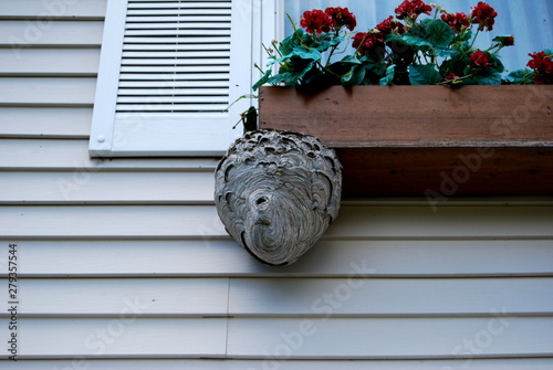 Photography hornet nest on wall