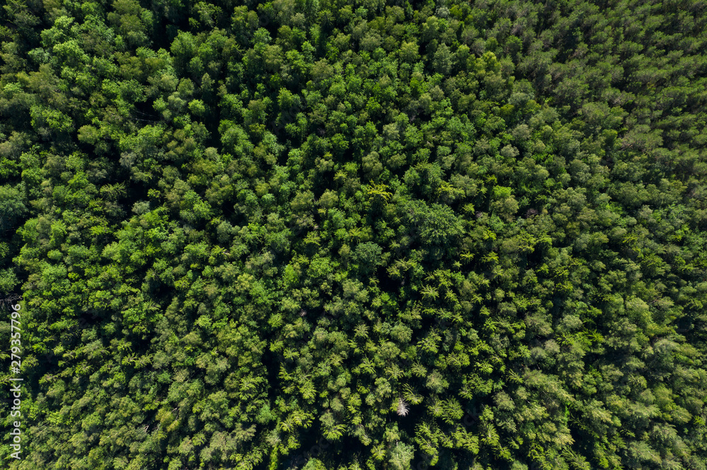 Aerial view from drone on summer forest