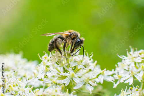 Macro photography of insects, bees, fly all made in outdoors, green background, wallpaper © Marcis