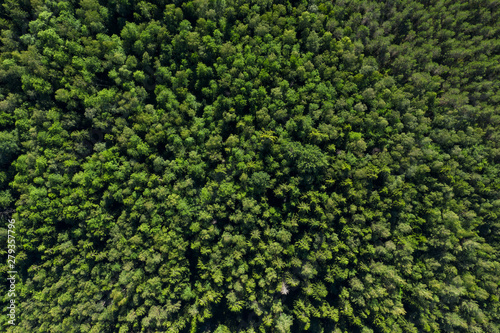 Aerial view from drone on summer forest