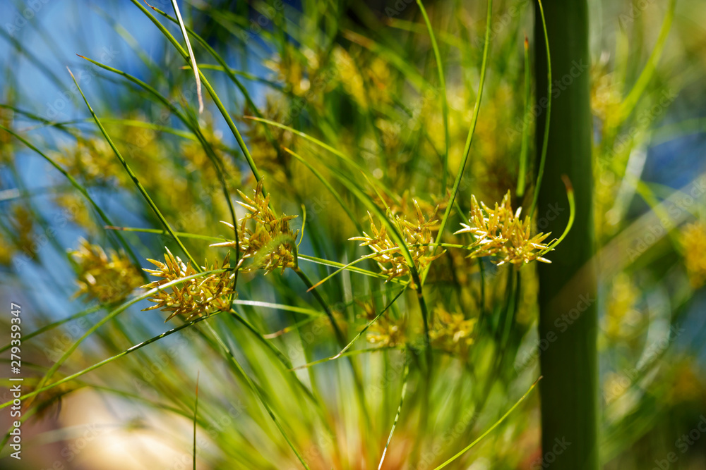 Close up of papyrus flower