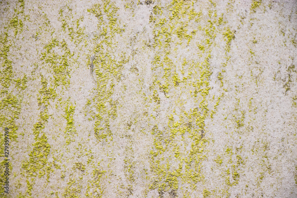 Moss Rough grunge vintage background distressed weathered dirty old texture